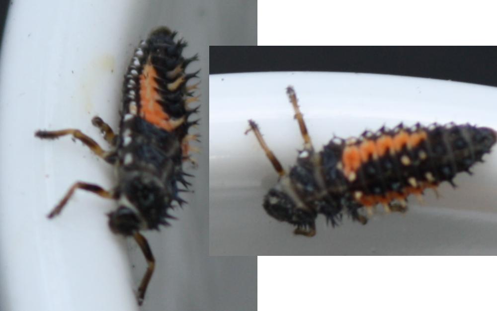 Chi mi sa dire che cos''è? Harmonia axyridis