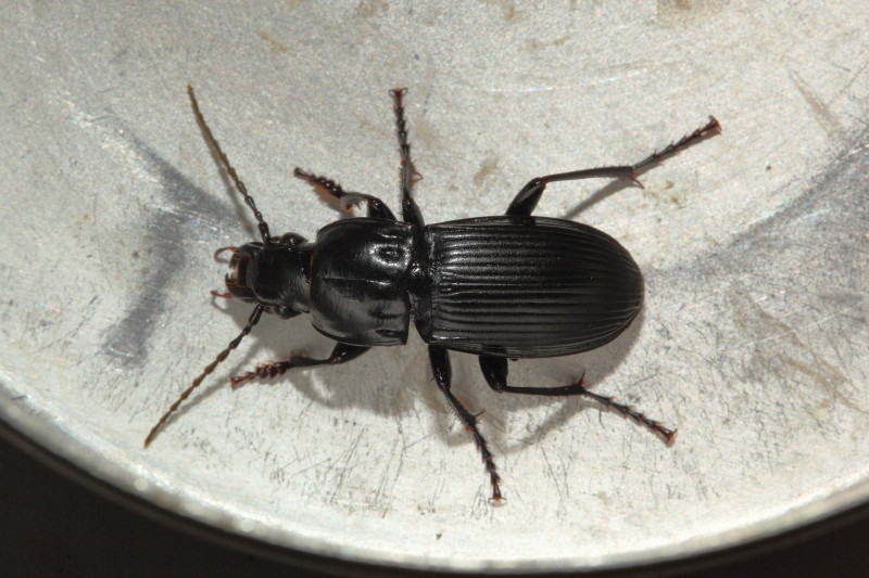 Pterostichus niger? Abax continuus