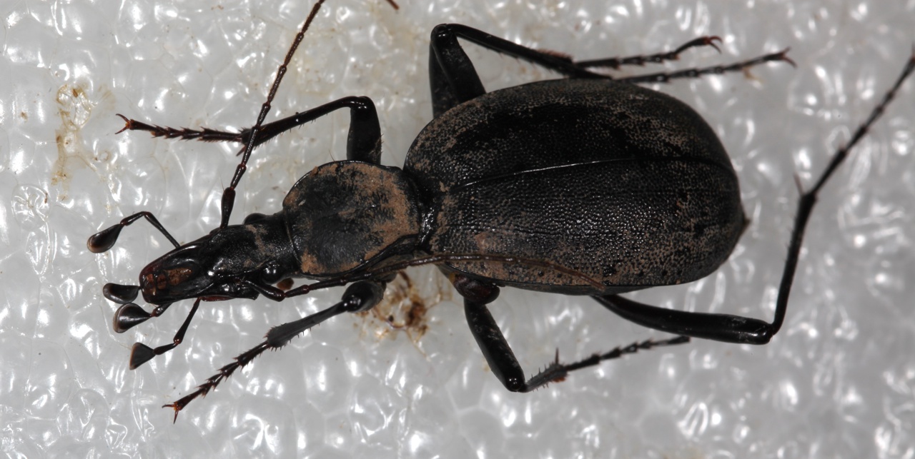 Cychrus italicus