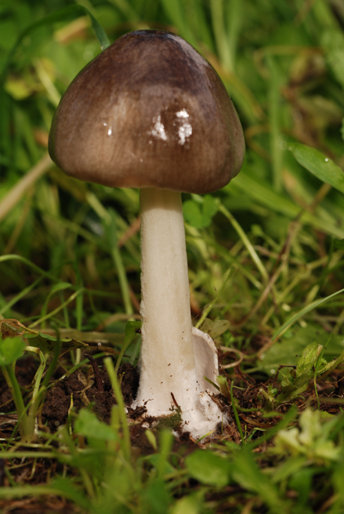 Volvariella gloiocephala