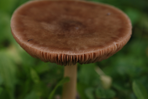 Volvariella gloiocephala