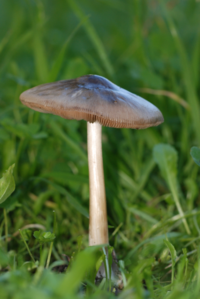 Volvariella gloiocephala