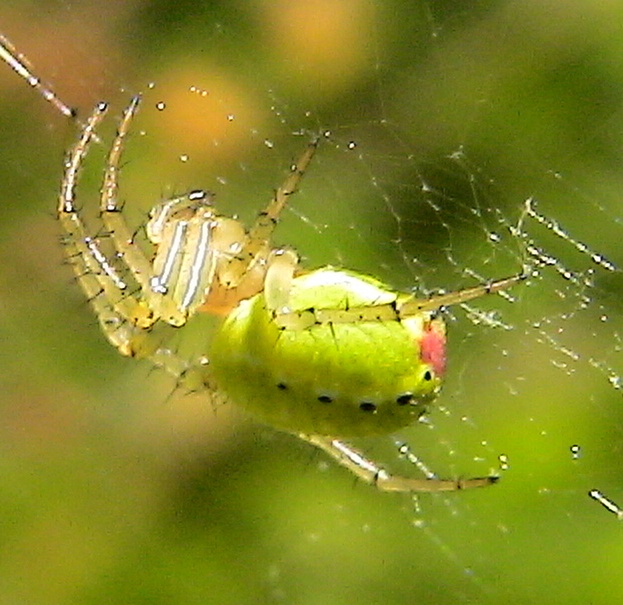 Araniella sp.
