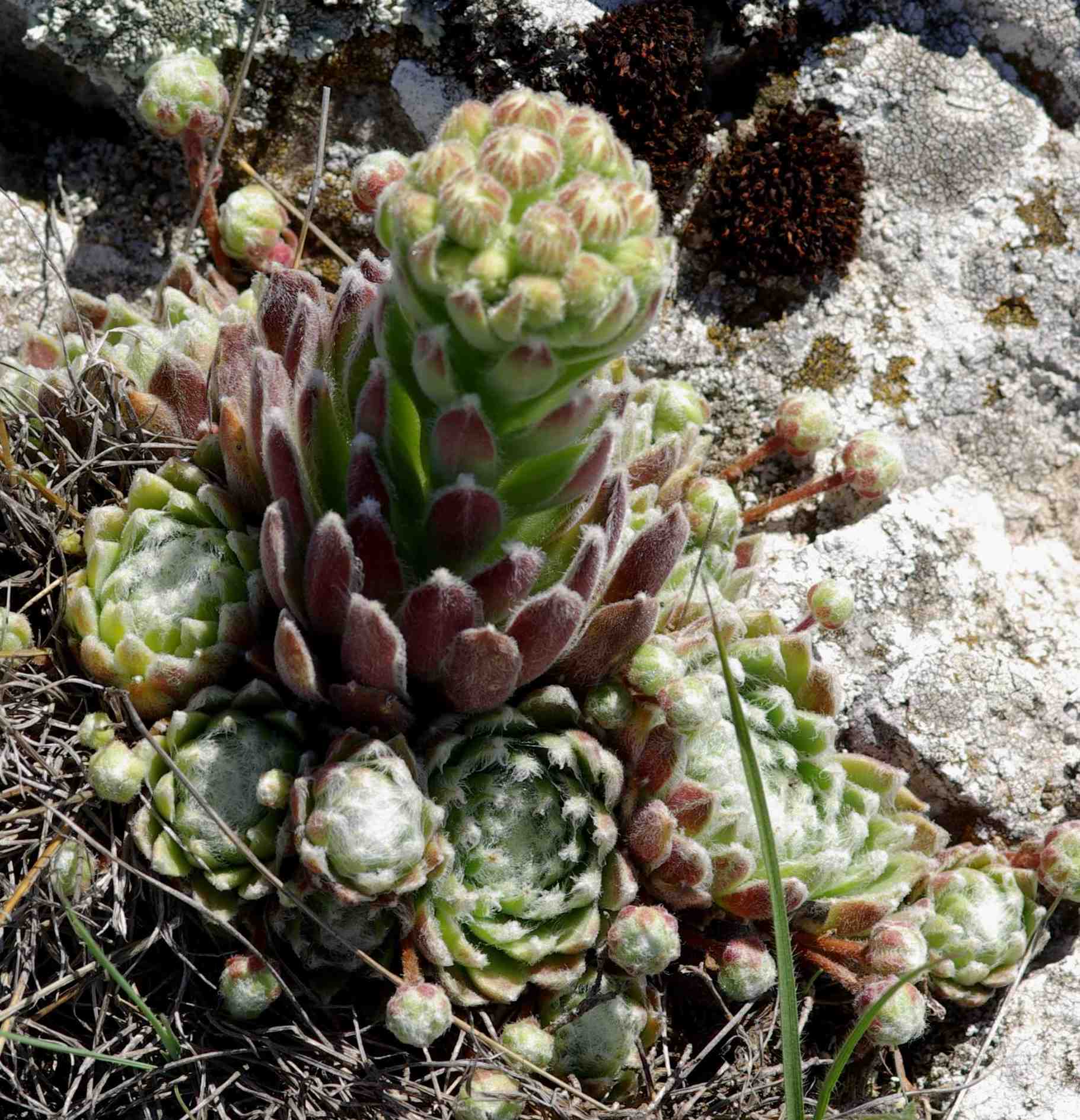 dall''Abruzzo aquilano - Sempervivum arachnoideum