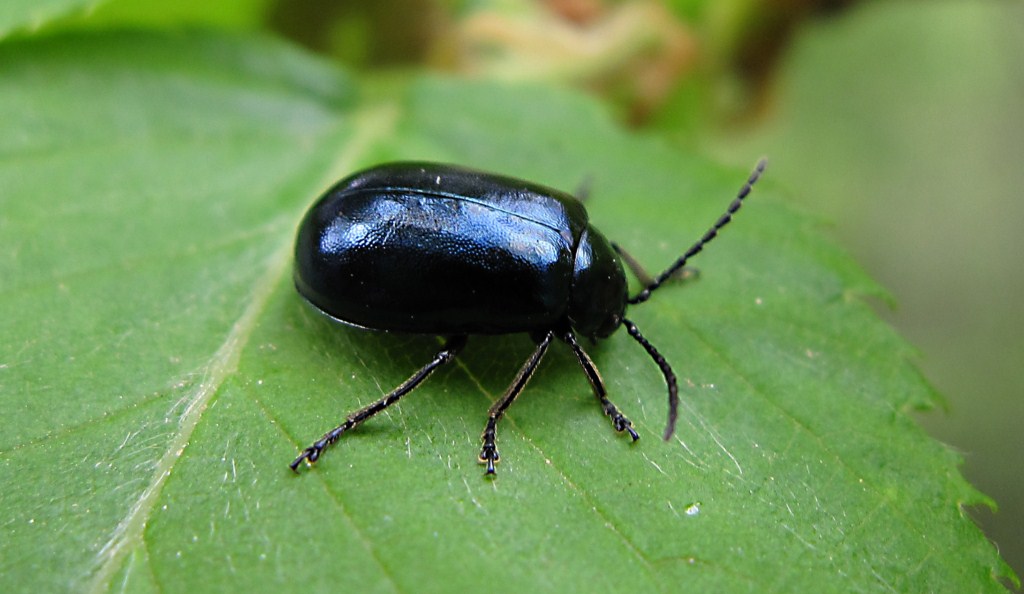 Crisomelide da determinare: Agelastica alni