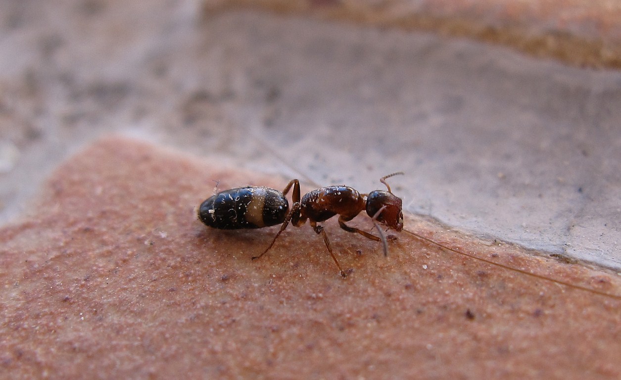Camponotus truncatus - femmina dealata