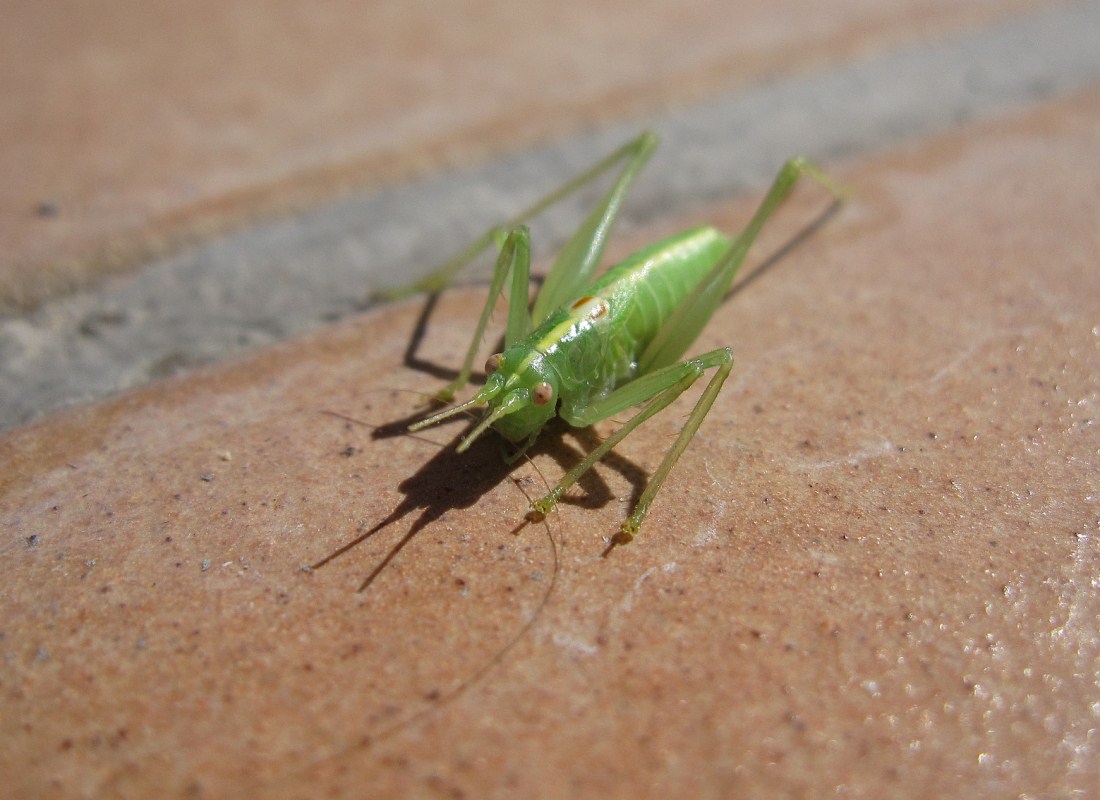 Meconema meridionale (Meconematidae)