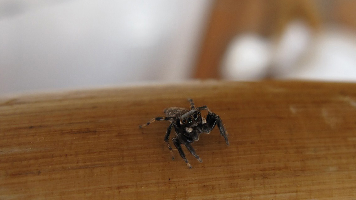 Salticidae (?) da identificare...
