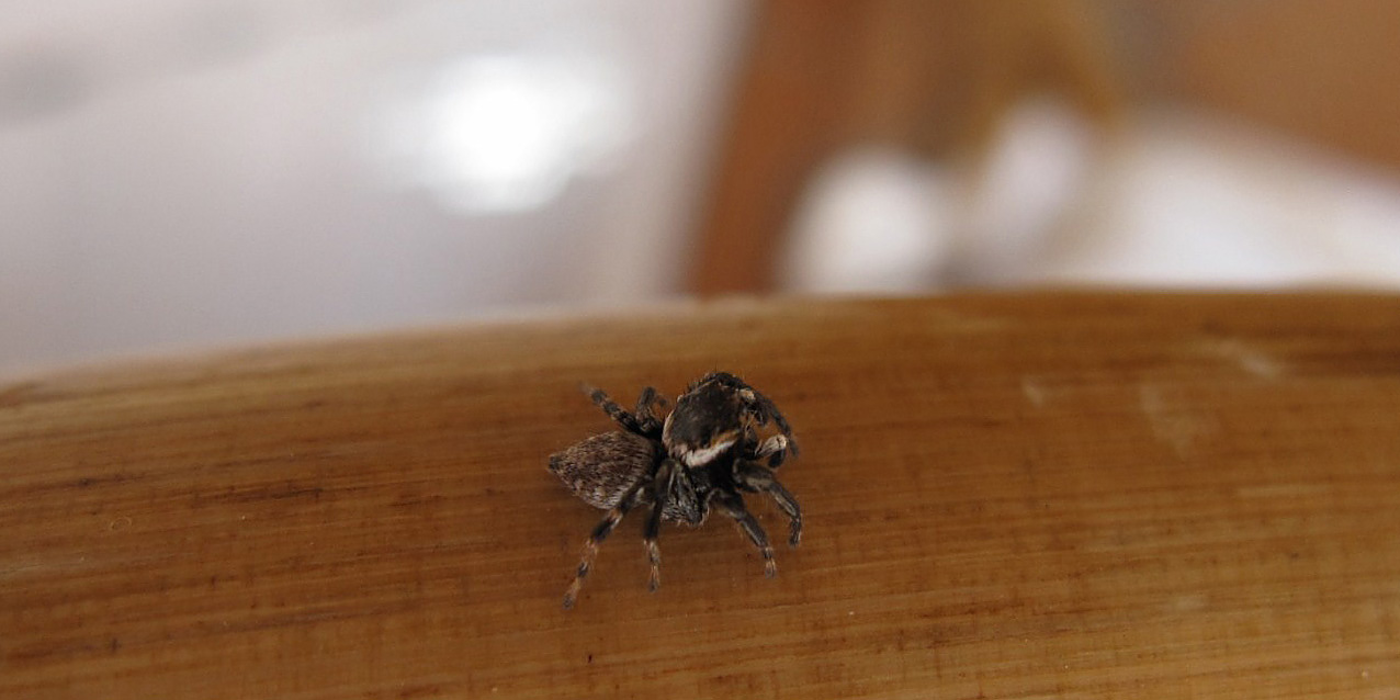 Salticidae (?) da identificare...