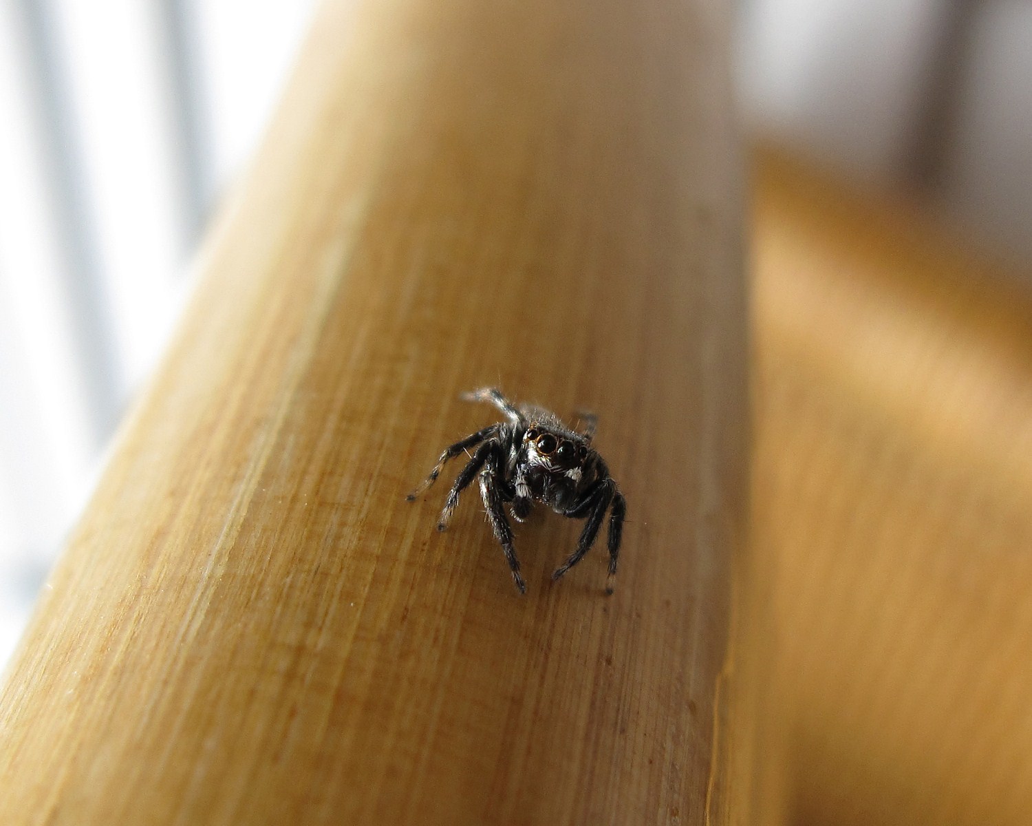 Salticidae (?) da identificare...