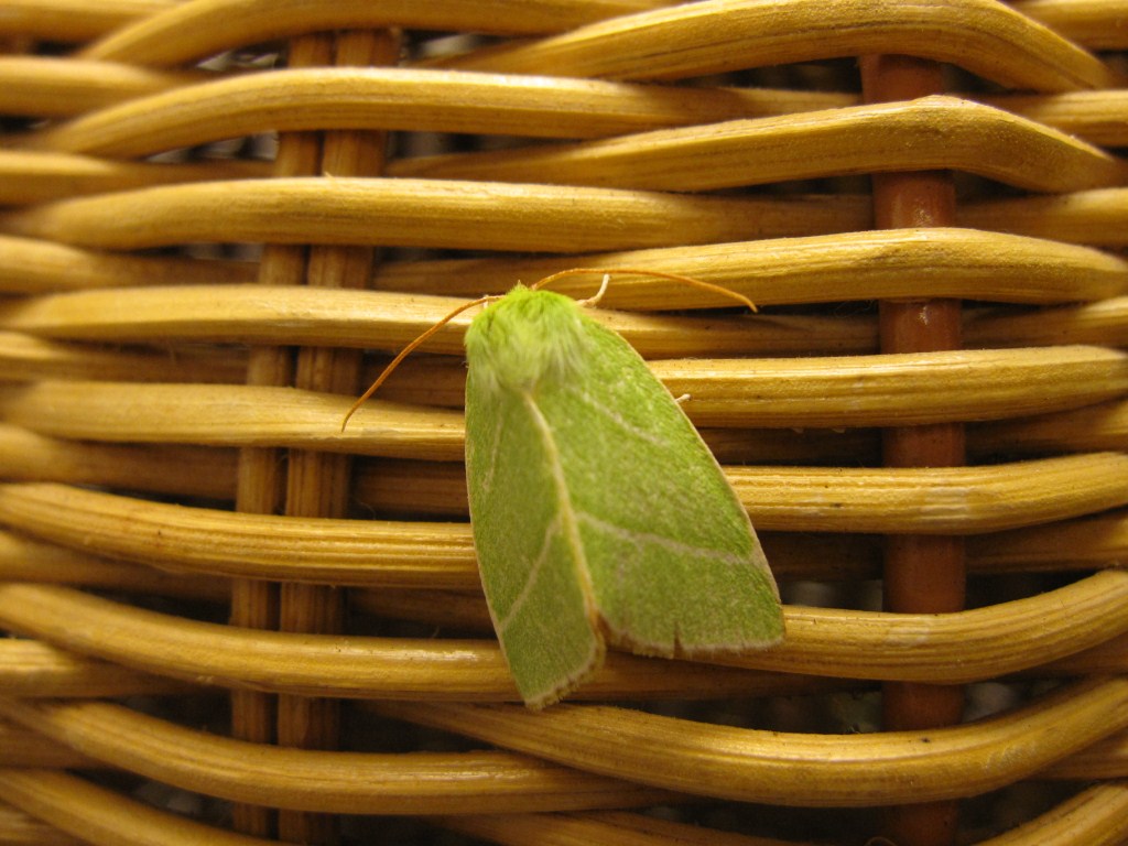 Nolidae? - S, Bena bicolorana