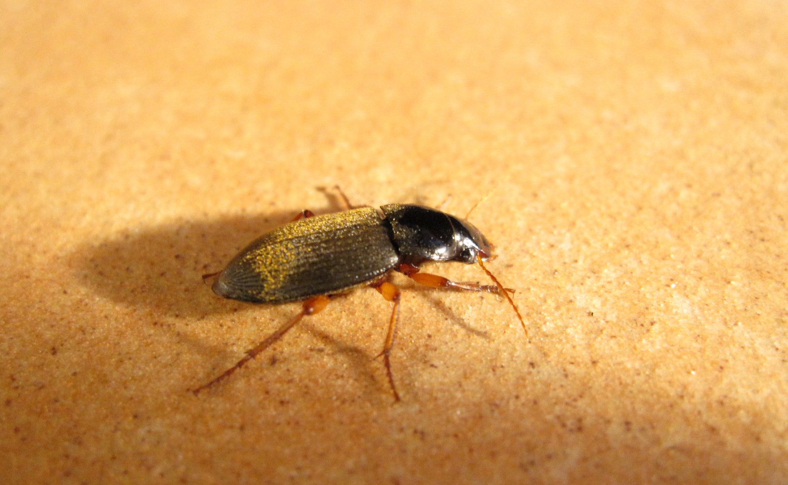Carabidae da determinare: Pseudoophonus rufipes