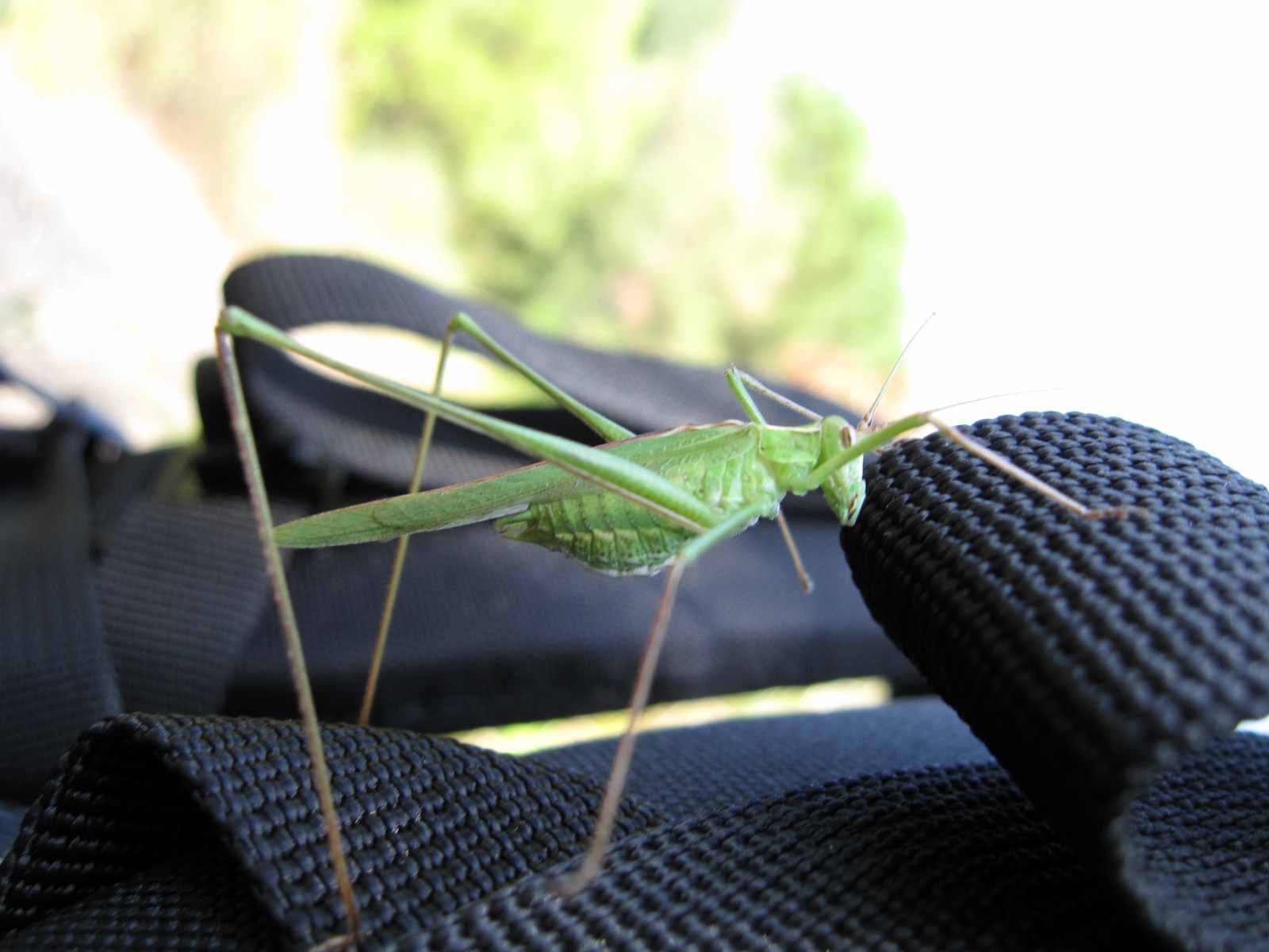 Tylopsis lilifolia (Phaneropteridae)