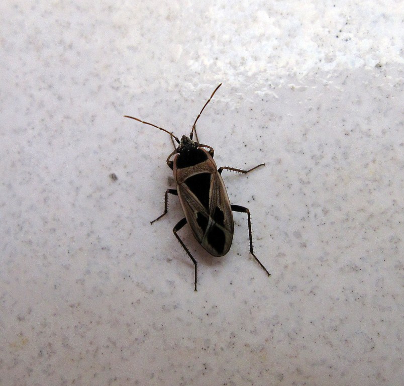 Lygaeidae da determinare