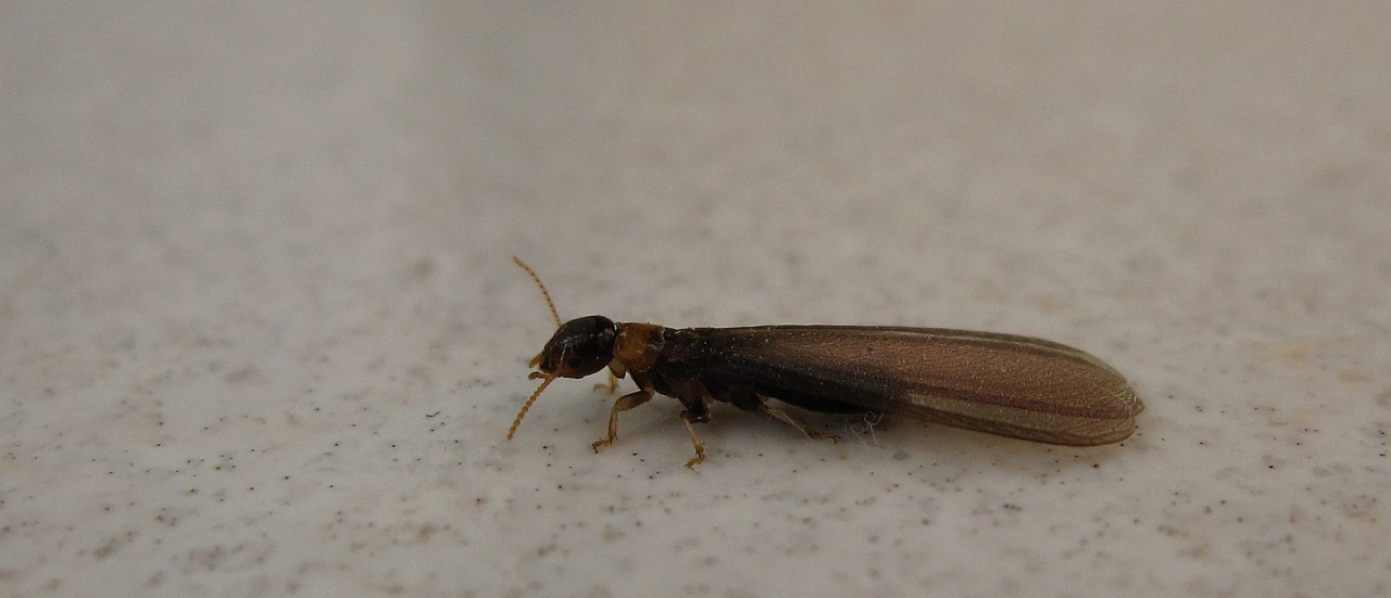 Kalotermes flavicollis