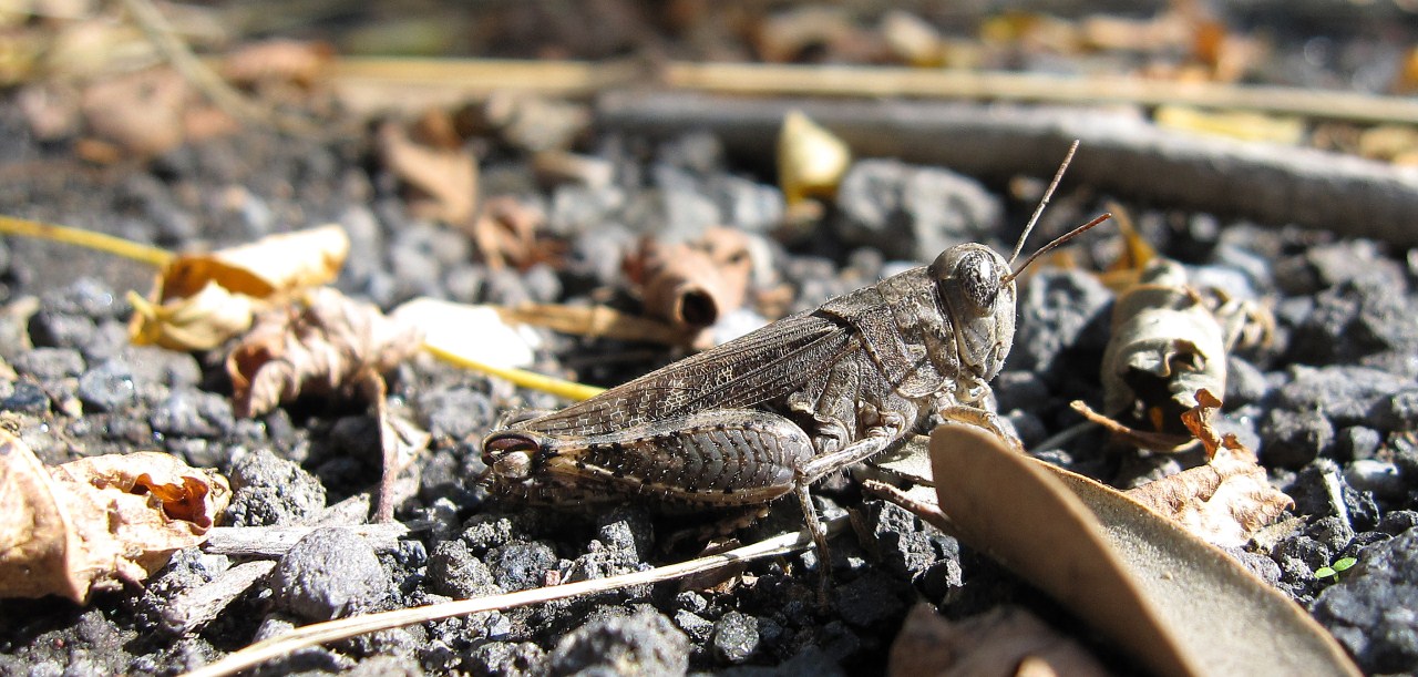 Acrididae:   Calliptamus sp. e Sphingonotus sp.