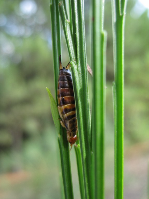 Forficula attera: Forficula decipiens?