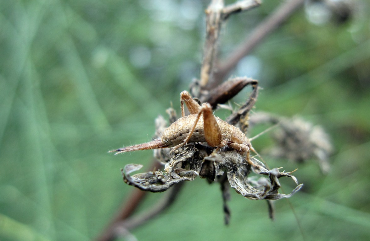 Mostriciattolo da determinare: Arachnocephalus?