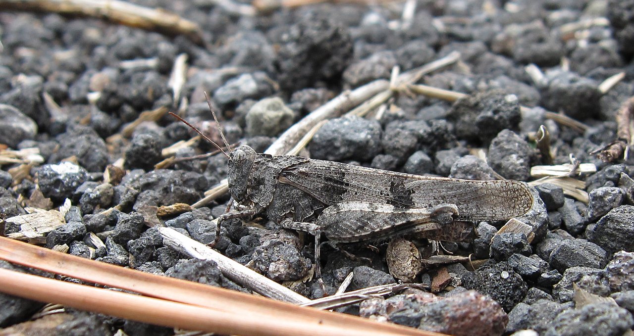 Acrididae:   Calliptamus sp. e Sphingonotus sp.