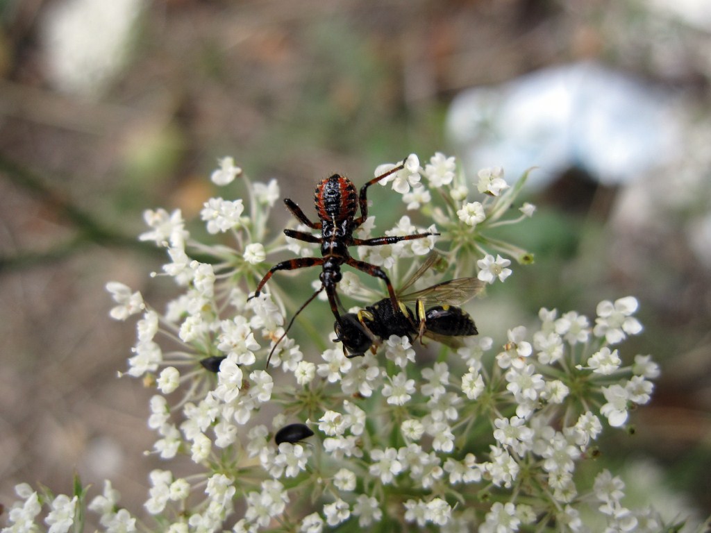 Rhynocoris con preda da identificare...