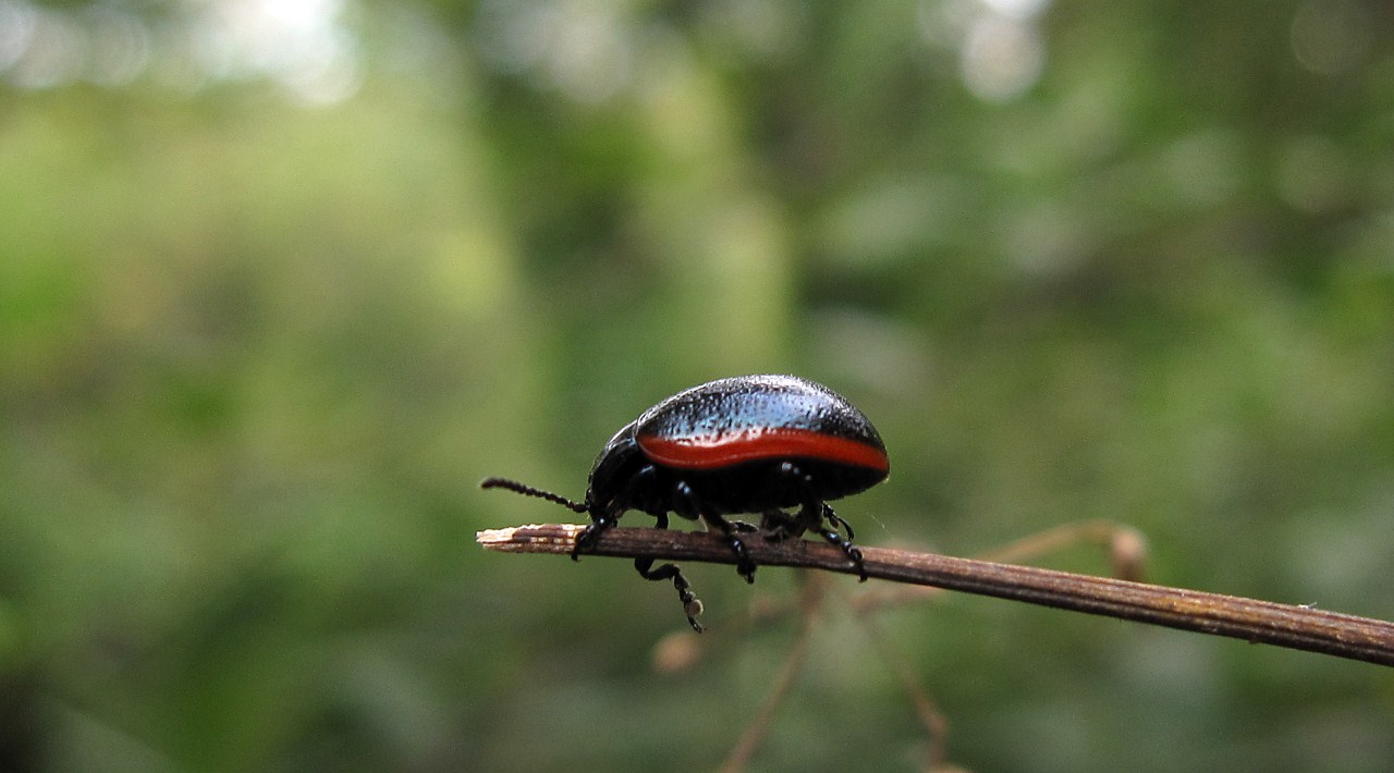 Chrysolina rossia sul Vesuvio