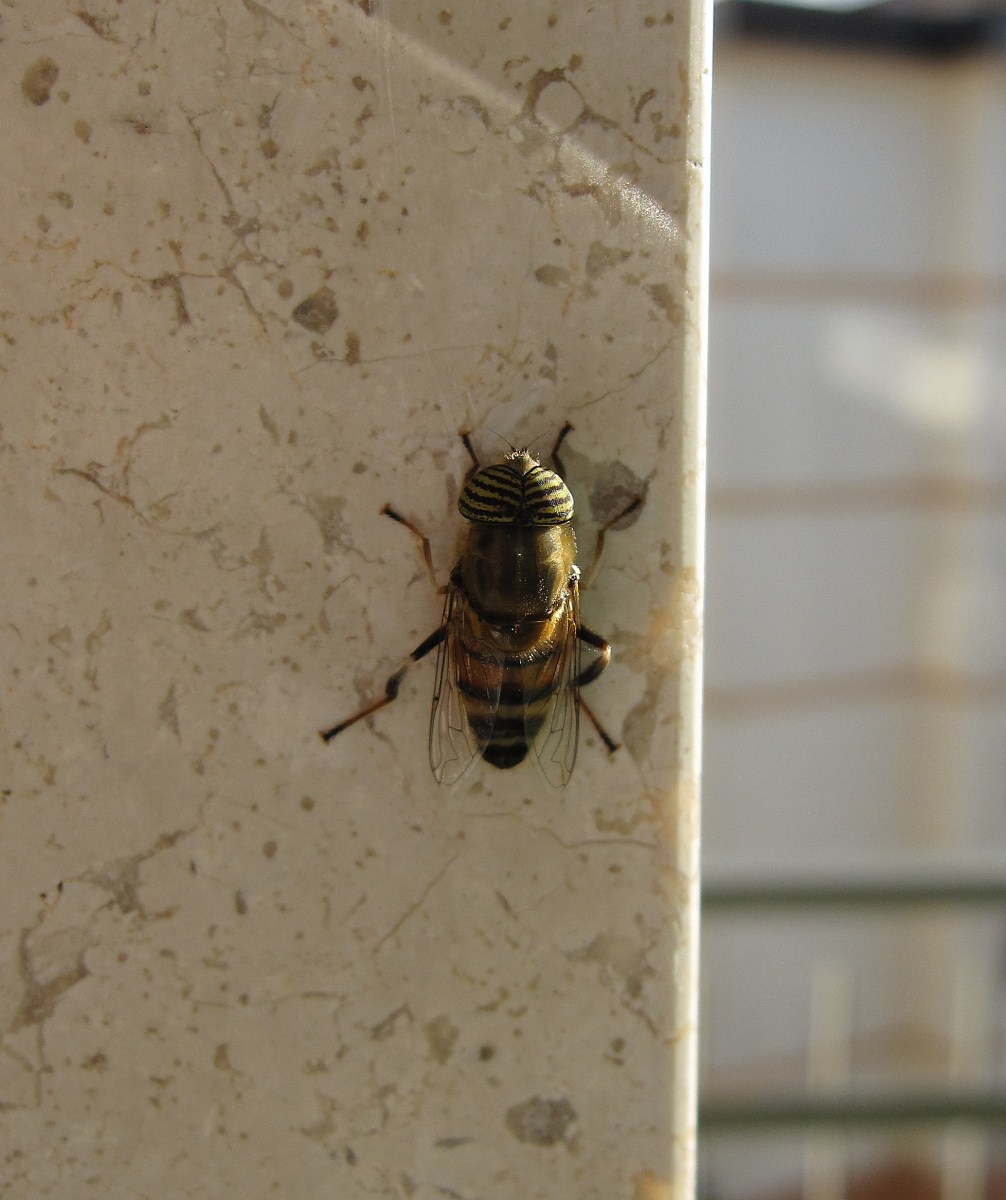Eristalinus taeniops?