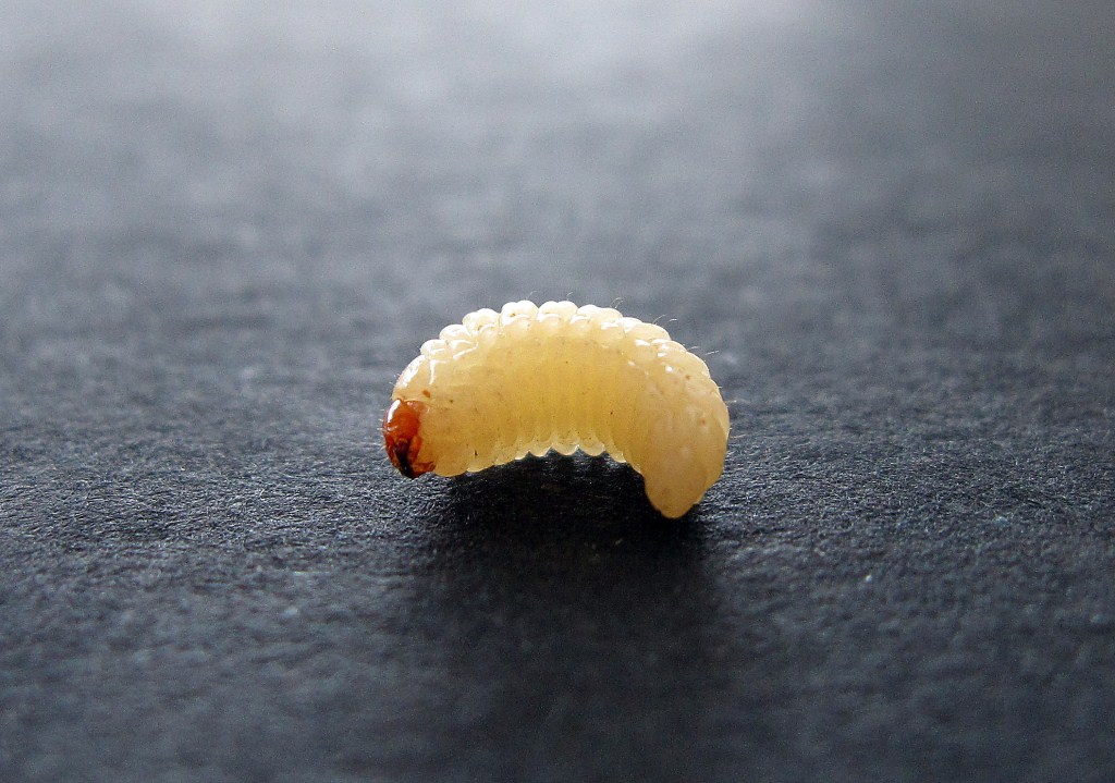 Larva di Curculio elephas