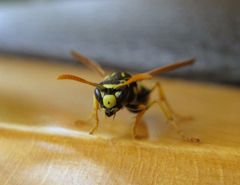 Femmina di Polistes gallicus