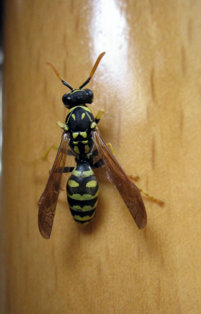 Femmina di Polistes gallicus