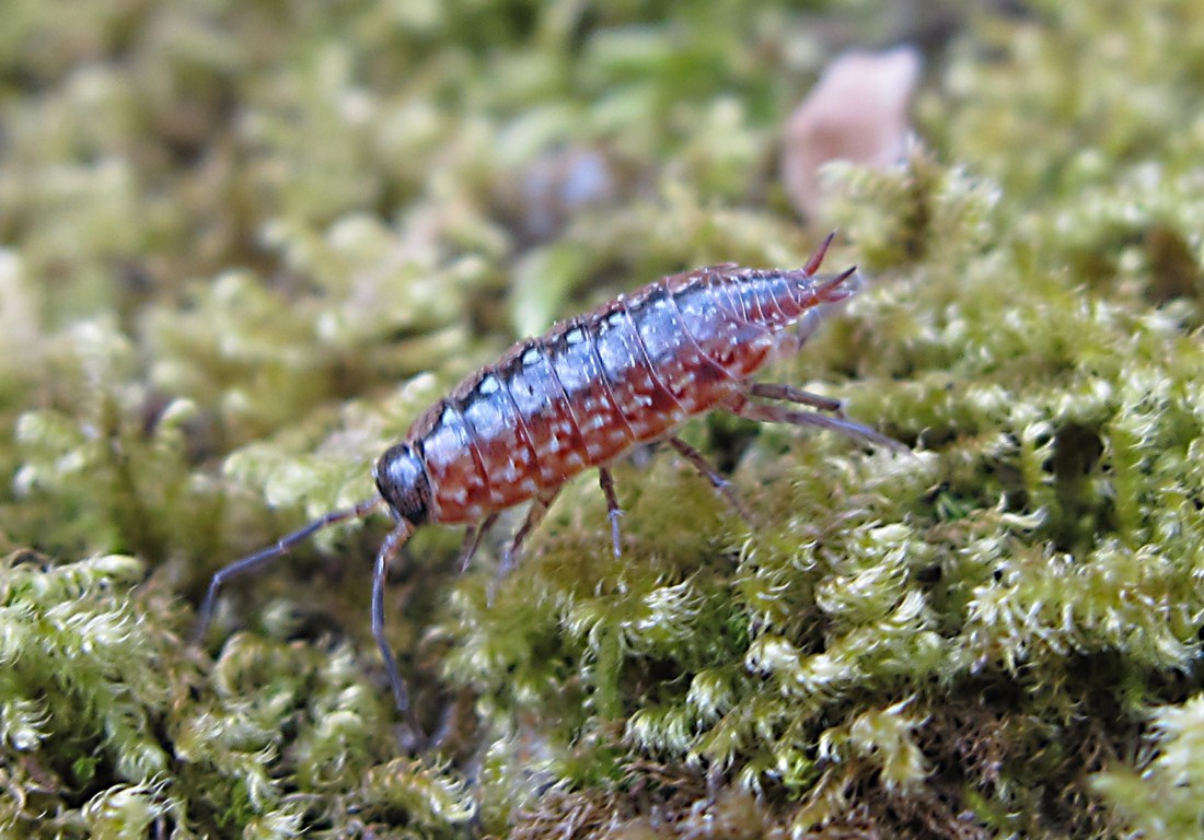 Philoscia sp.