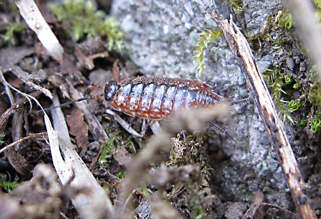 Philoscia sp.