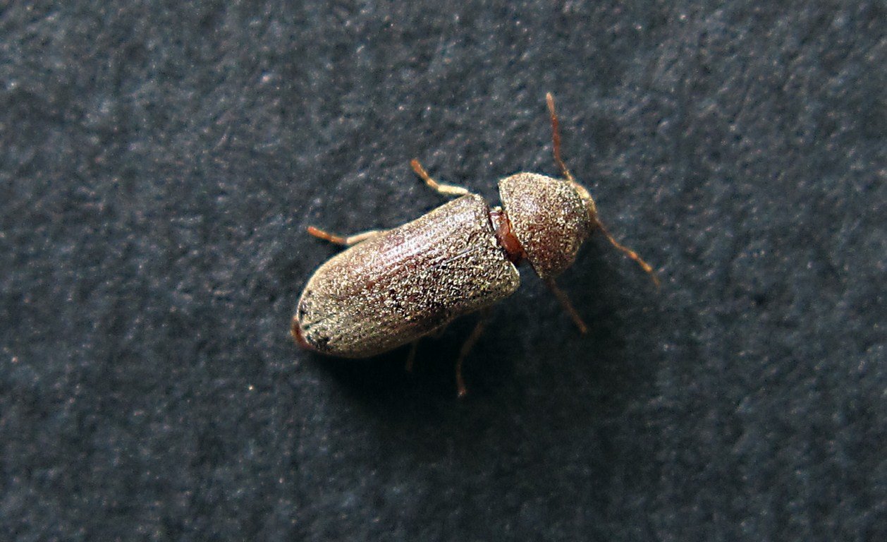 Oligomerus ptilinoides