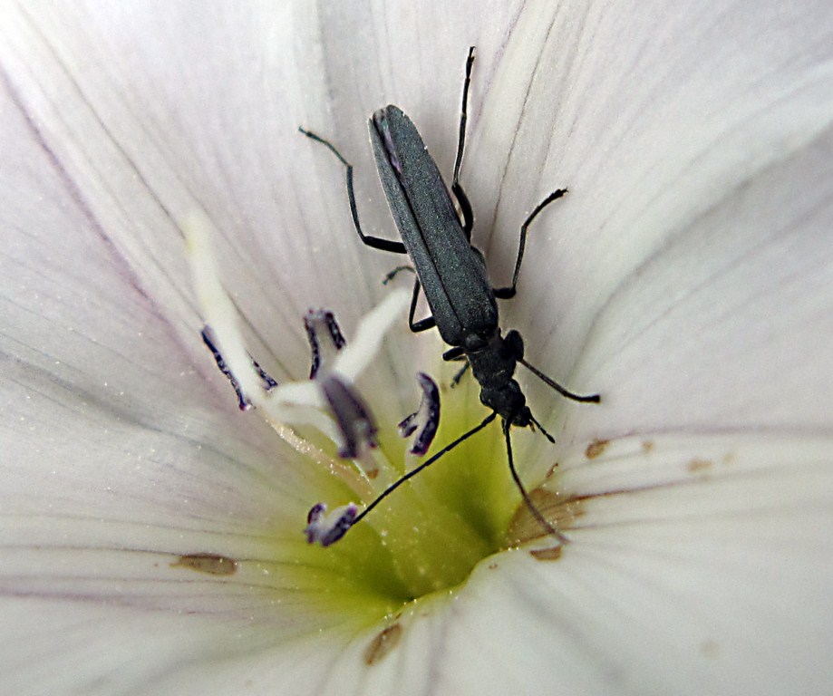 Oedemera gruppo virescens?