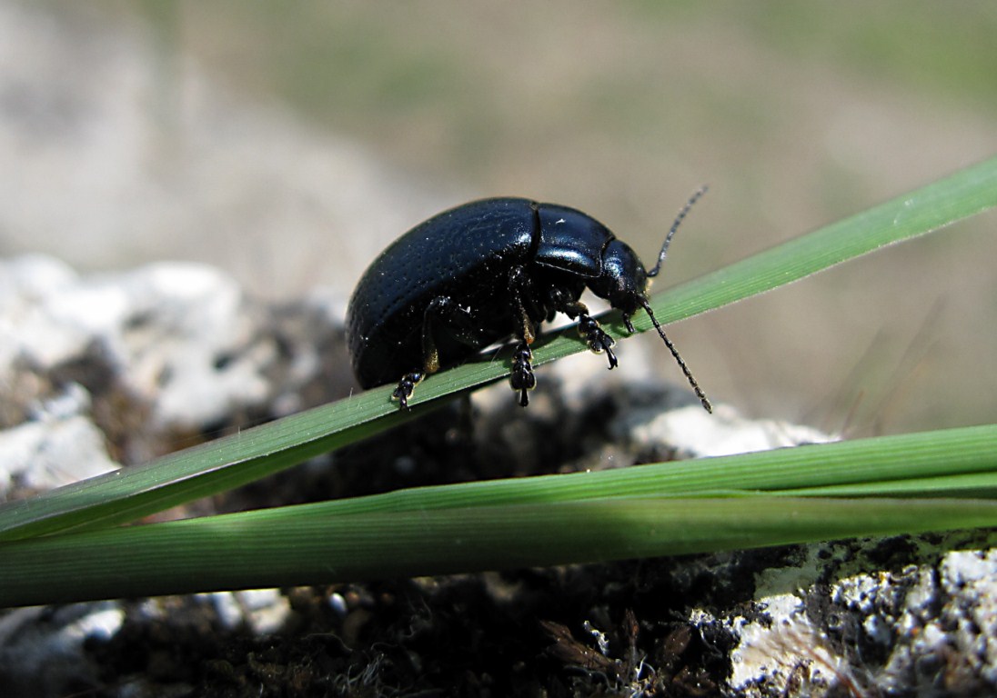 Chrysolina? Quale?