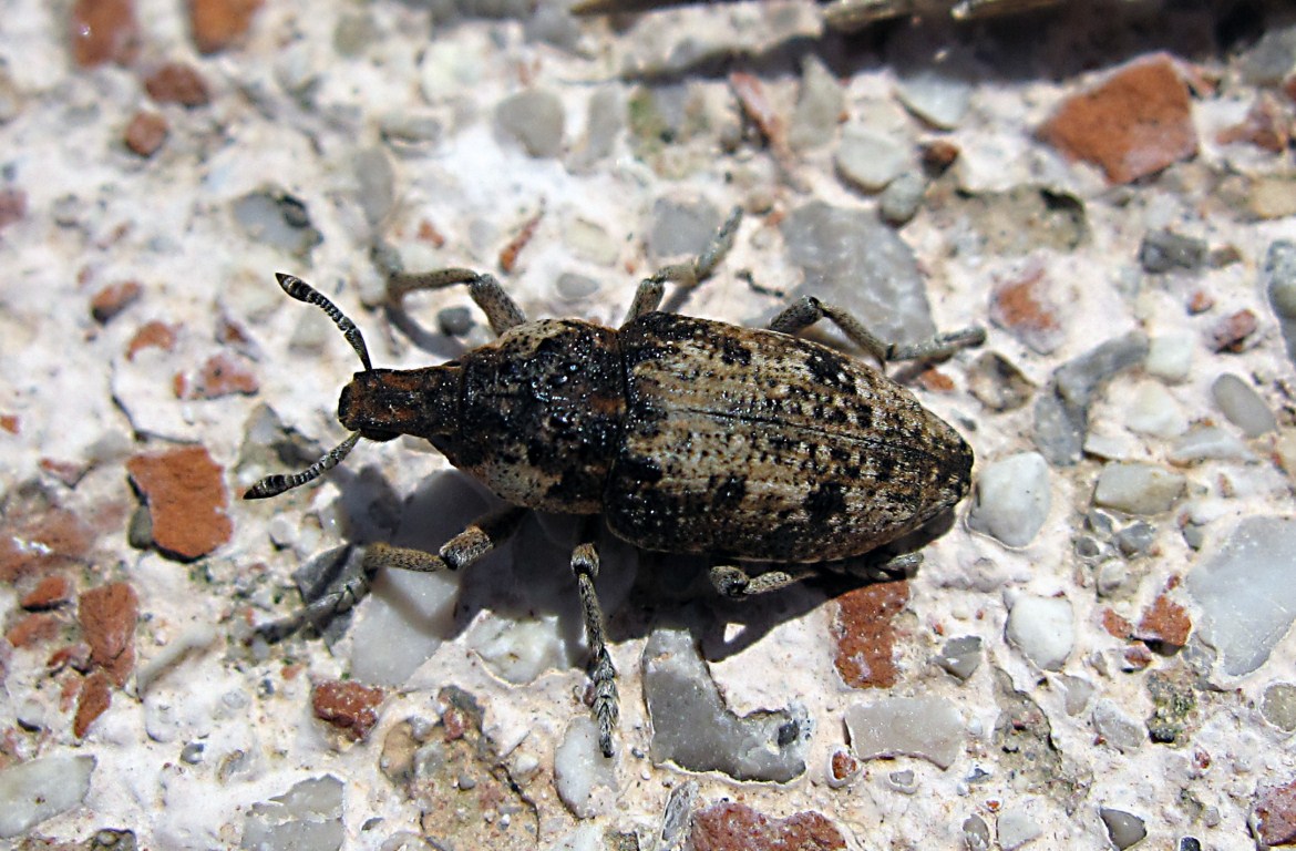 Richiesta determinazione Curculionide