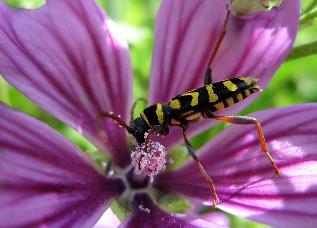 Conferma Plagionotus scalaris...