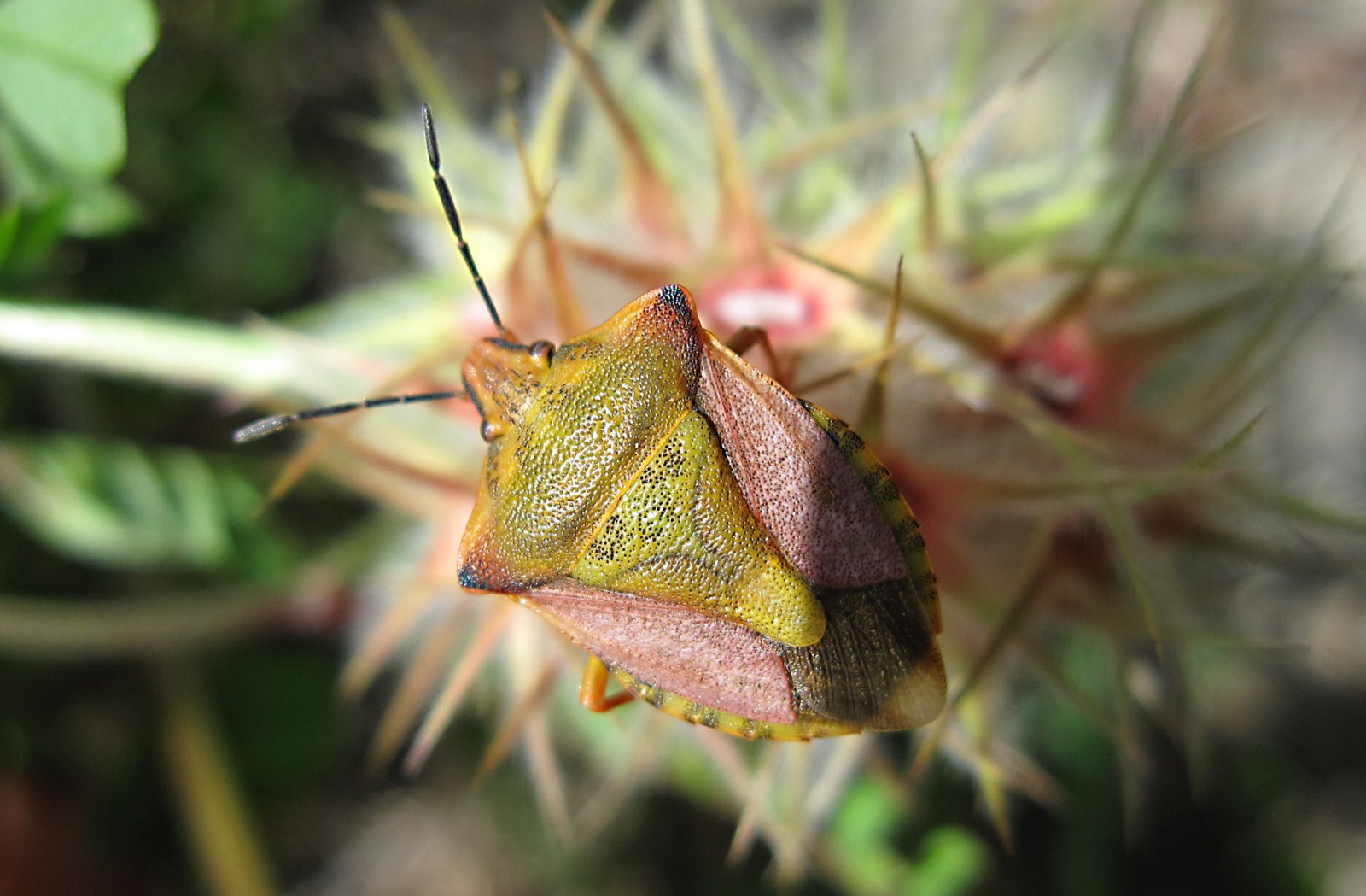 Carpocoris mediterraneus? (mediterraneus?)