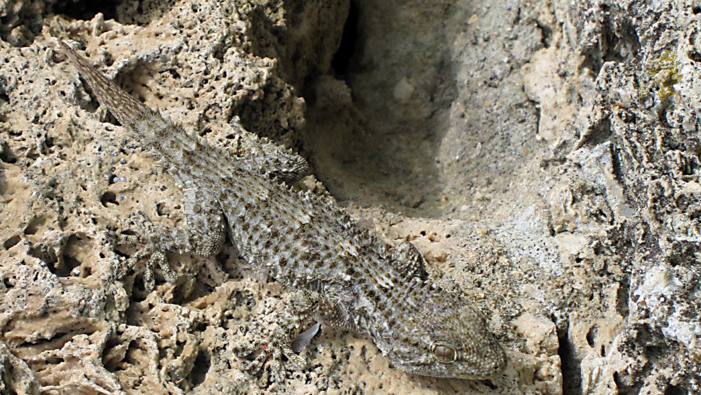 Tarentola mauritanica