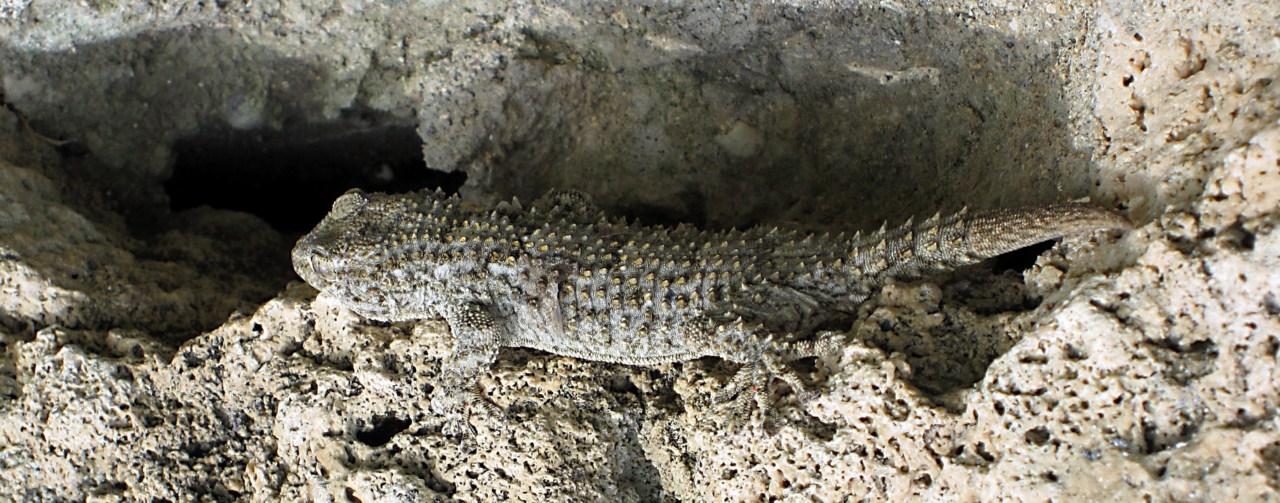 Tarentola mauritanica