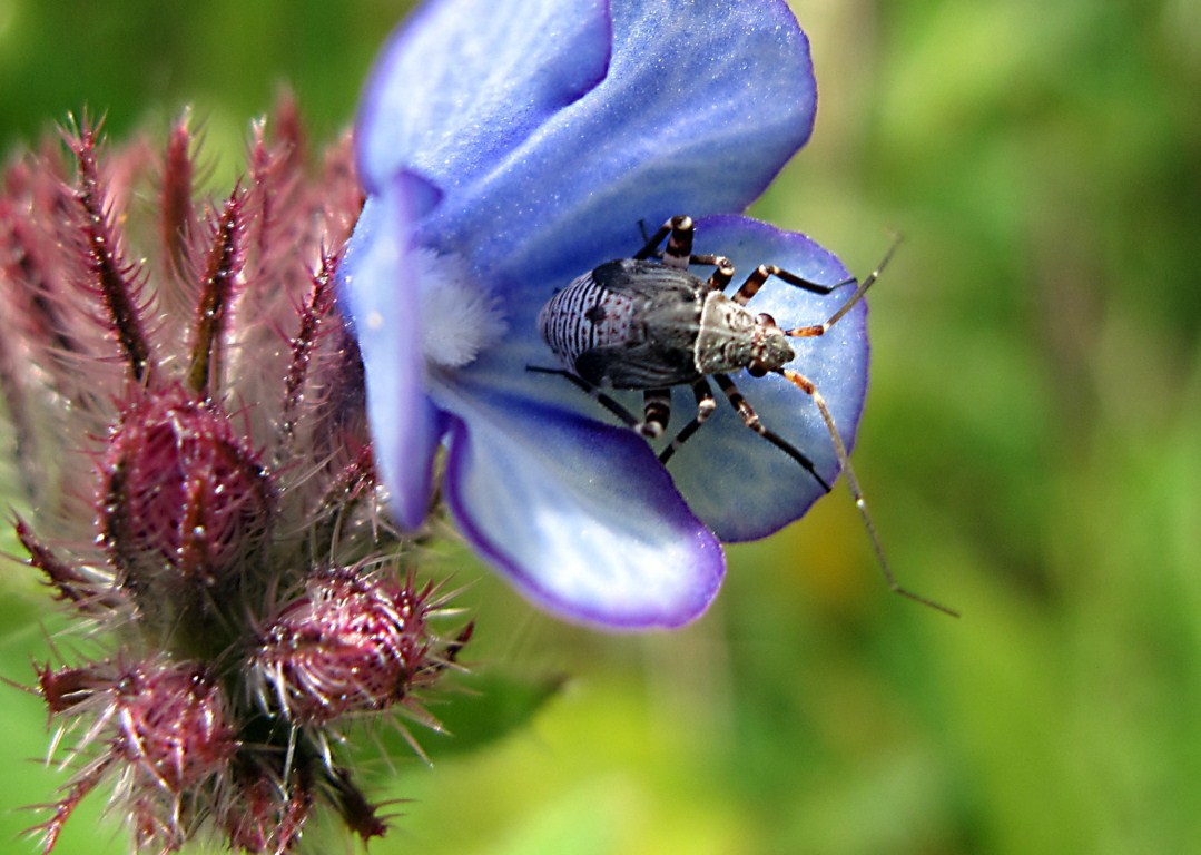 Miridae: ninfa di Closterotomus cf cinctipes di Amalfi