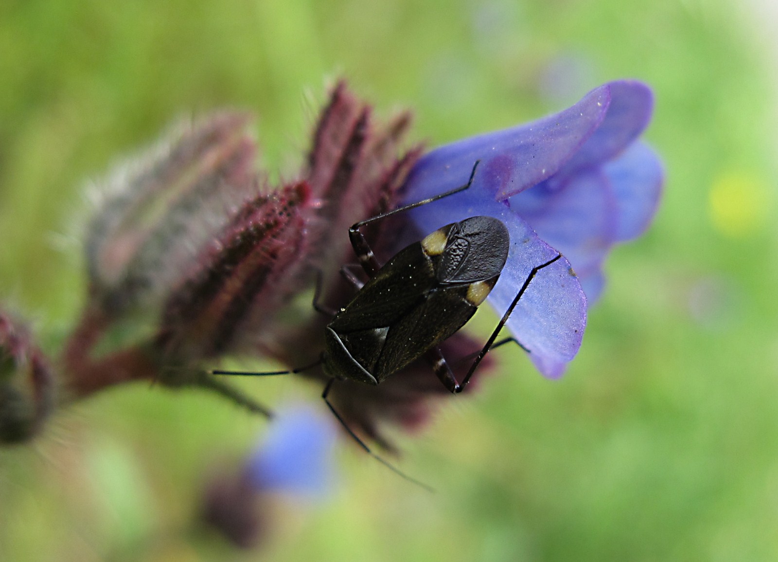 Miridae: Closterotomus cinctipes della Campania (SA)