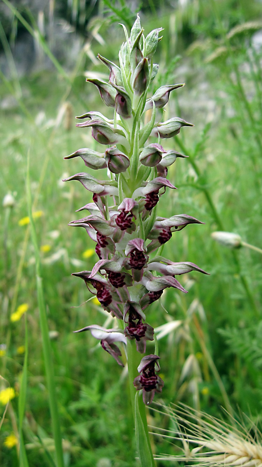 Quale orchidea?