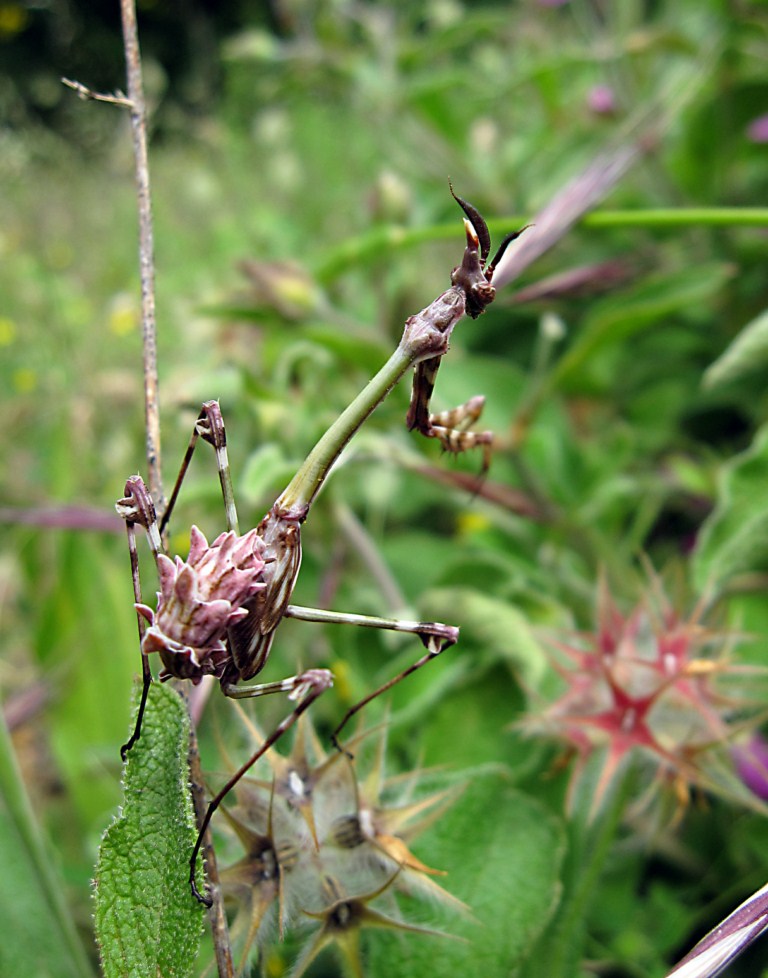 Empusa pennata e ooteca