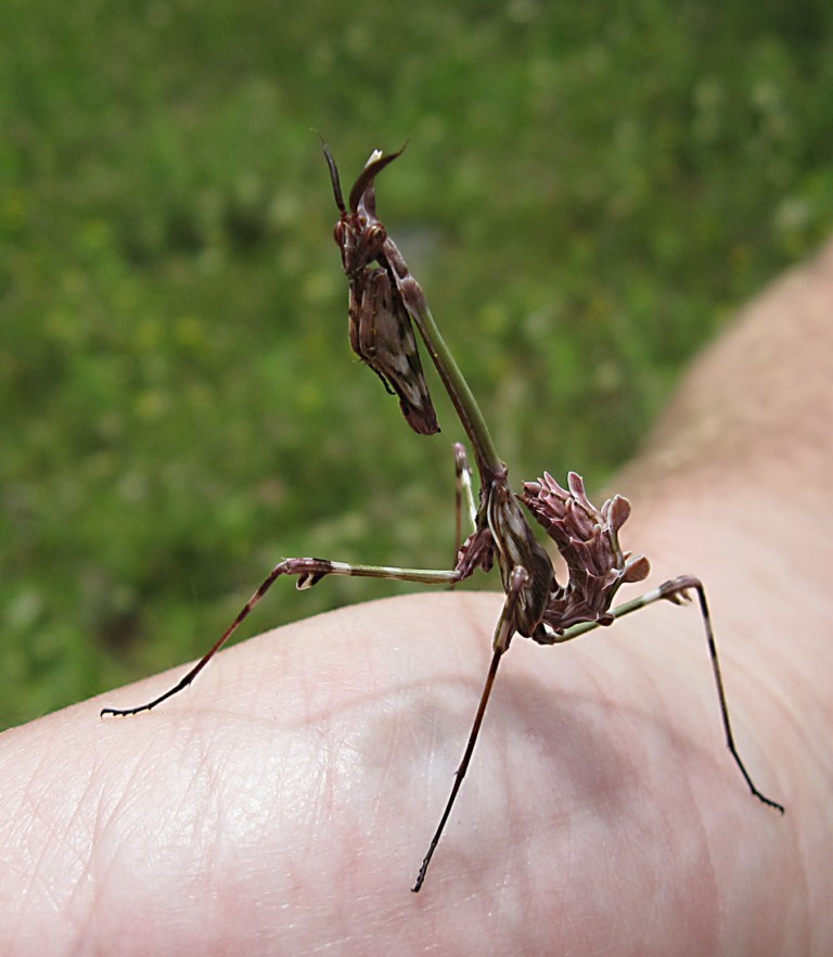Empusa pennata e ooteca