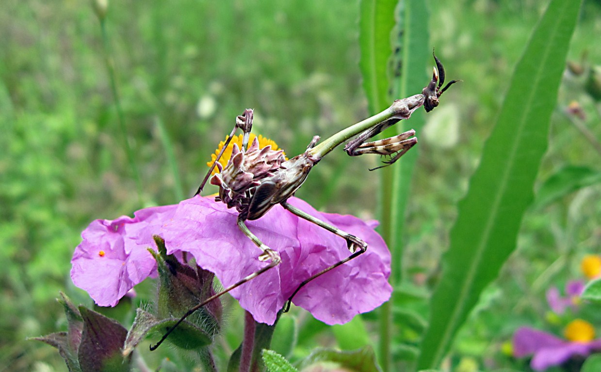 Empusa pennata e ooteca