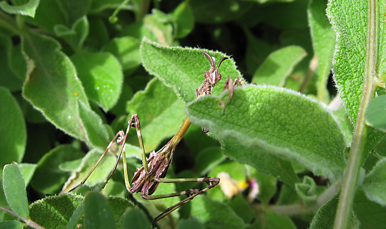 Empusa pennata e ooteca