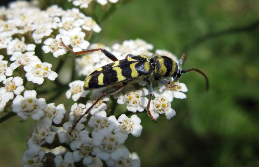 Conferma Plagionotus floralis