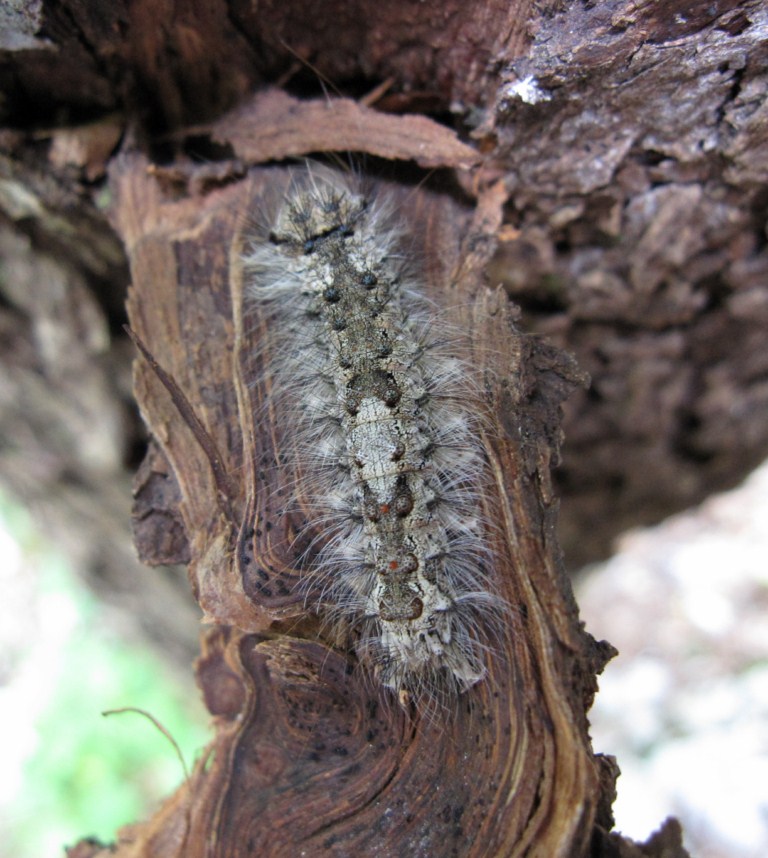 Bruco da determinare