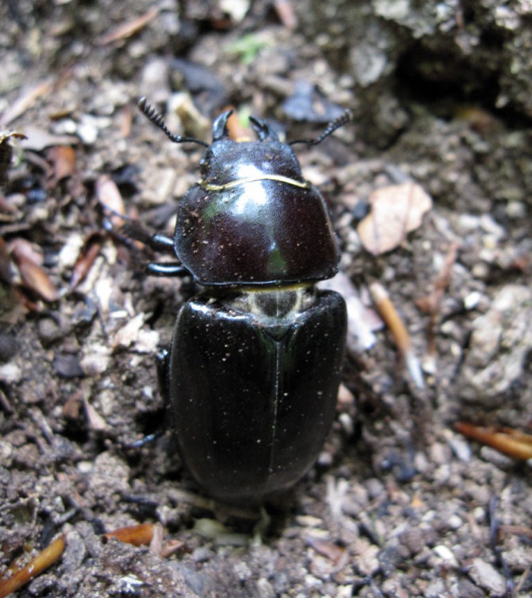 Femmina di Lucanus cervus, anzi no, di tetraodon