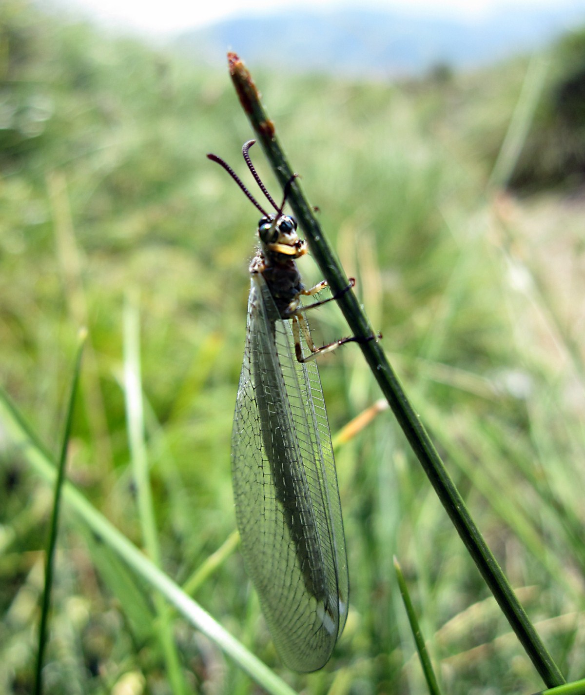 Myrmeleon cf. formicarius